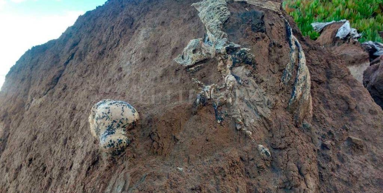 Hallan restos de un Perezozo de 3 millones de años en Mar del Plata