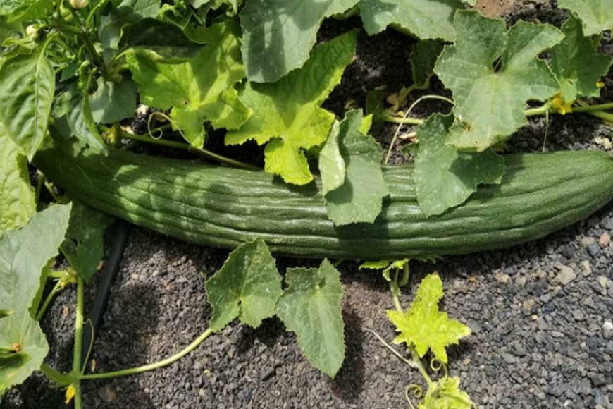 ELLITORAL_387638 | Nizar Tayar