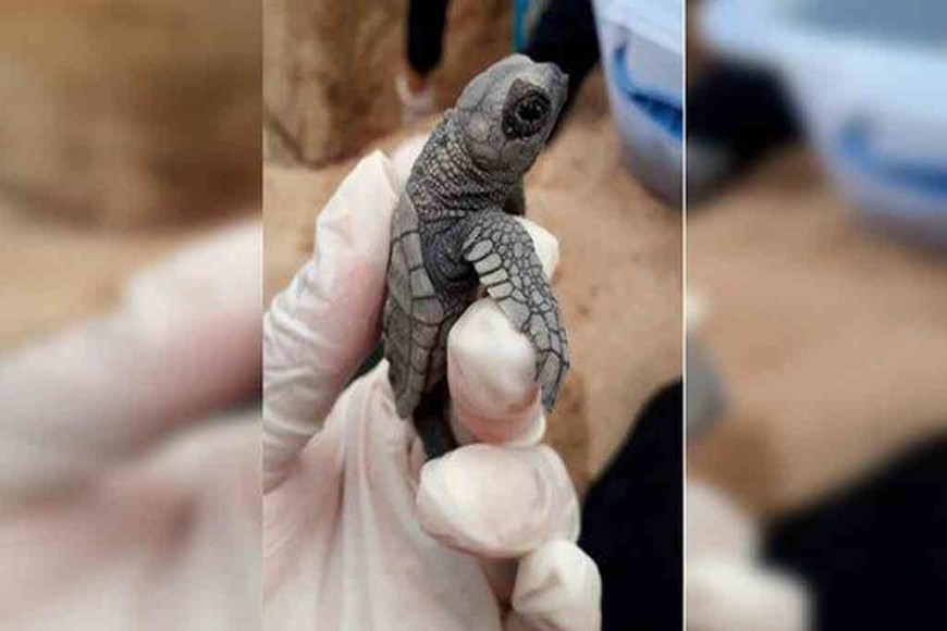 ELLITORAL_294071 | Gentileza Los trabajadores gubernamentales presenciaron el nacimiento de las tortugas.