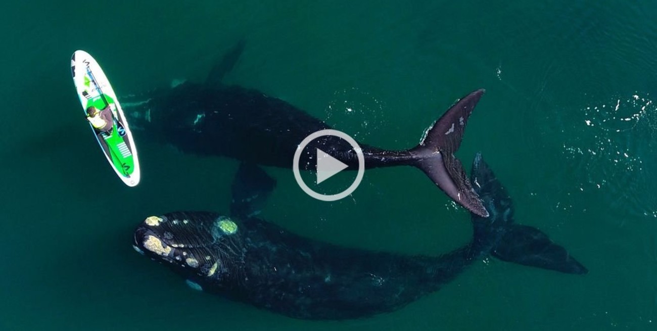 Video: el increíble encuentro de una ballena y un surfer en Puerto Madryn