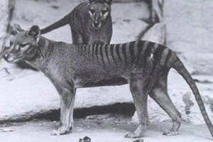 ELLITORAL_266839 |  Imagen ilustrativa. Tigre de Tasmania