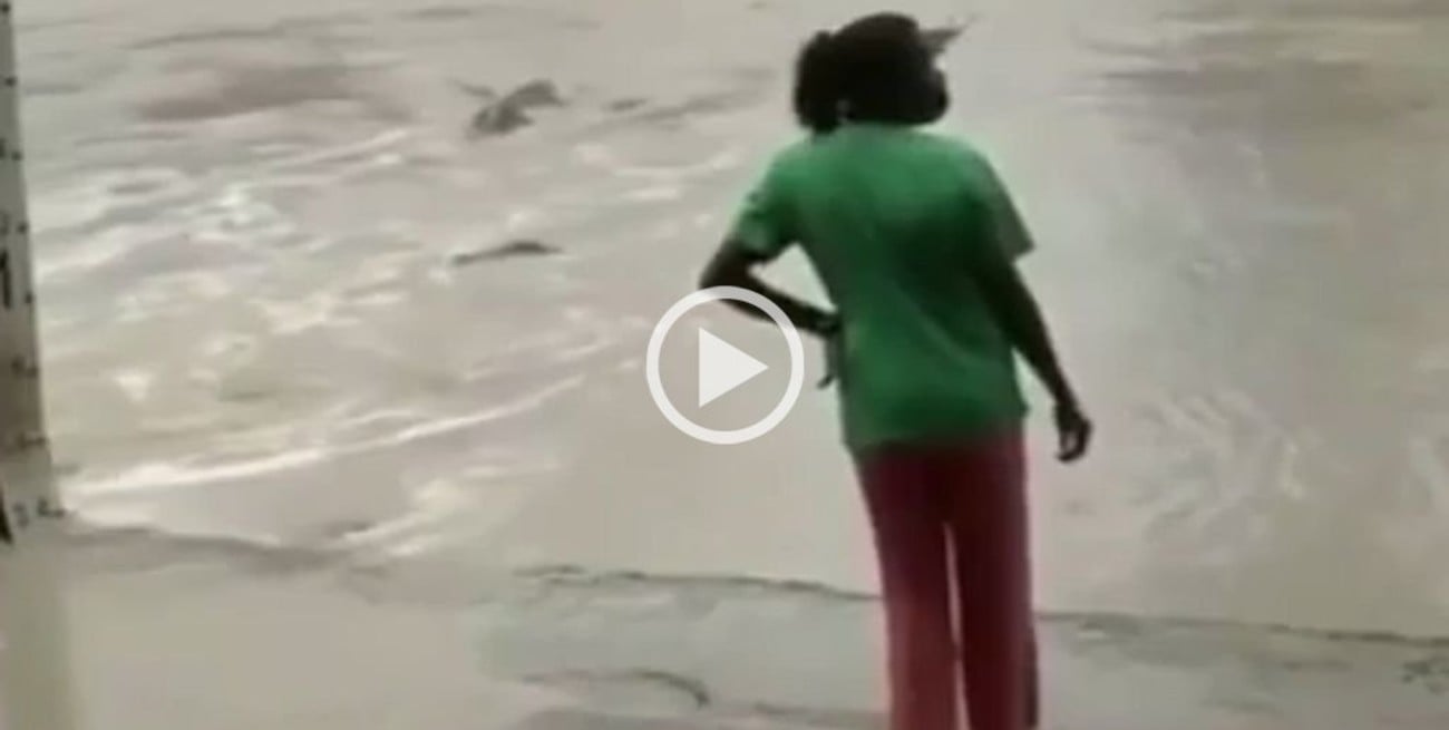 Video: un cocodrilo le quiso comer el perrito y lo ahuyentó a "ojotazos"