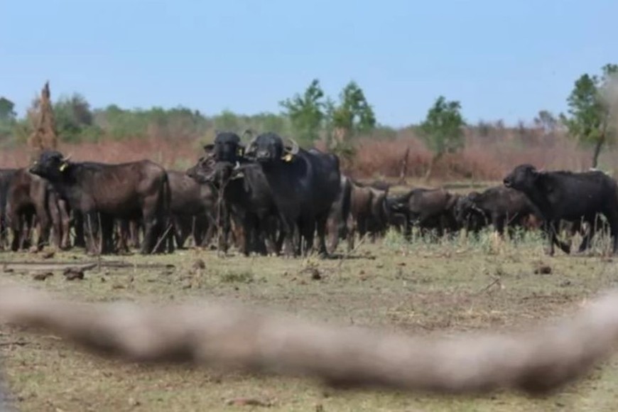 ELLITORAL_332958 |  Captura de pantalla