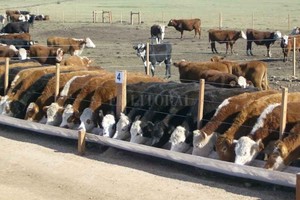 ELLITORAL_364639 |  Imagen Ilustrativa El ganado desaparecido se encontraba en feedlot, también llamados corrales de engorde de ganado.