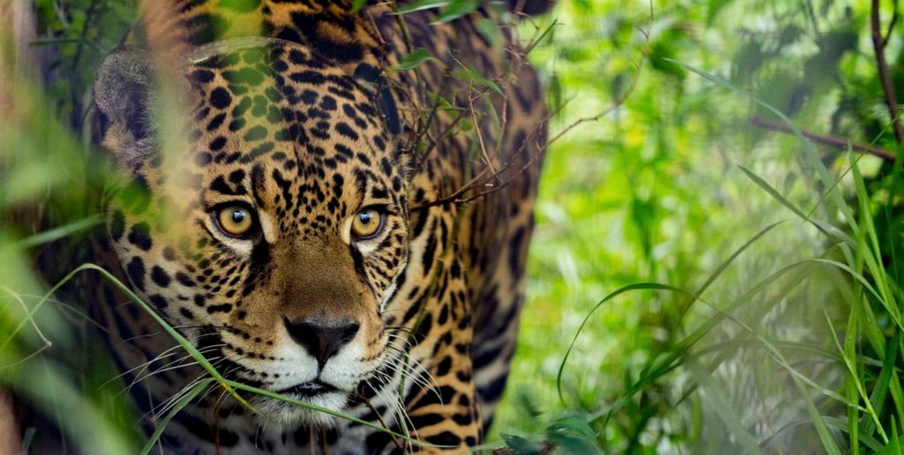 Buscan sacar al yaguareté de la lista de especies en riesgo de extinción en el Chaco
