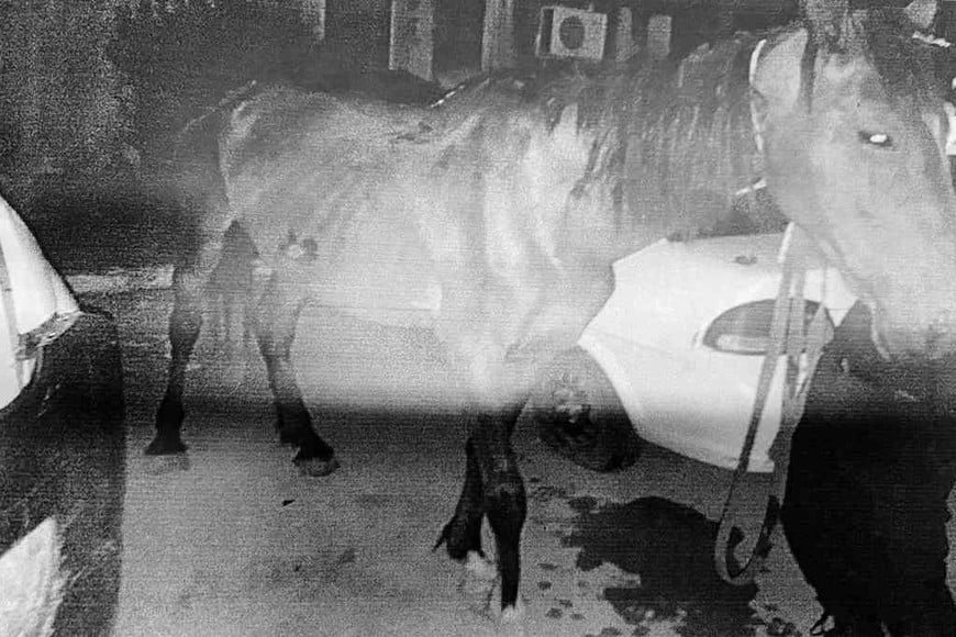 ELLITORAL_395273 |  Gentileza Una yegua zaina de unos quince años que le falta un ojo y una mula blanca de diez años aproximadamente era utilizados para trabajo de cartoneo, fletes de leña y otras changas.