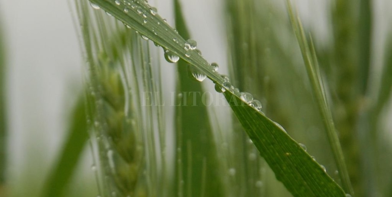 Las lluvias beneficiaron a los cultivos implantados