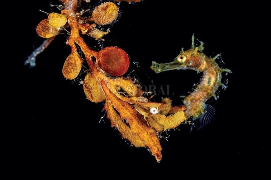 ELLITORAL_326510 |  Jeffrey Haines