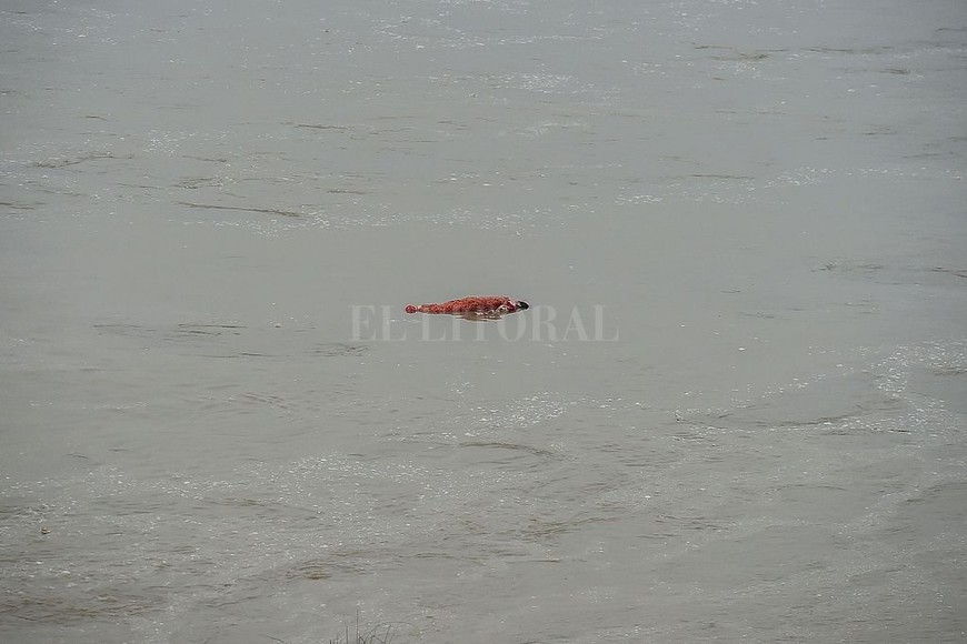 ELLITORAL_386797 |  AFP - Sanjay Kanojia