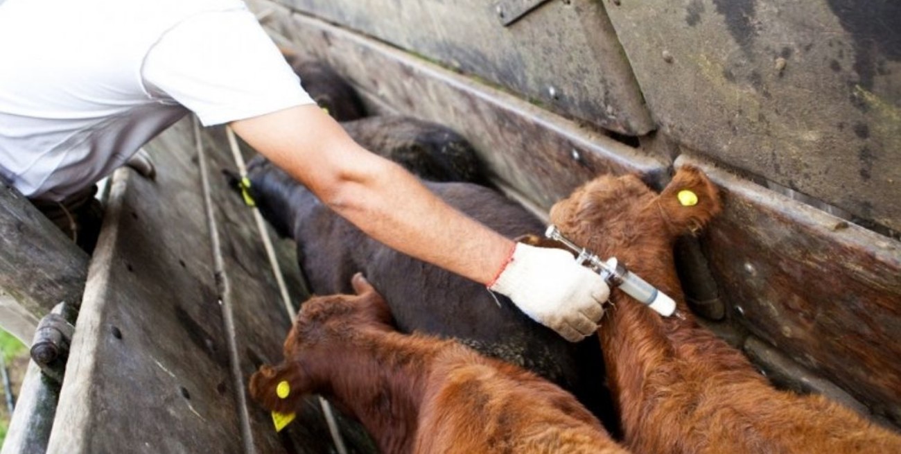 Vacunaron contra la aftosa a casi 2 millones y medio de cabezas de ganado en Corrientes