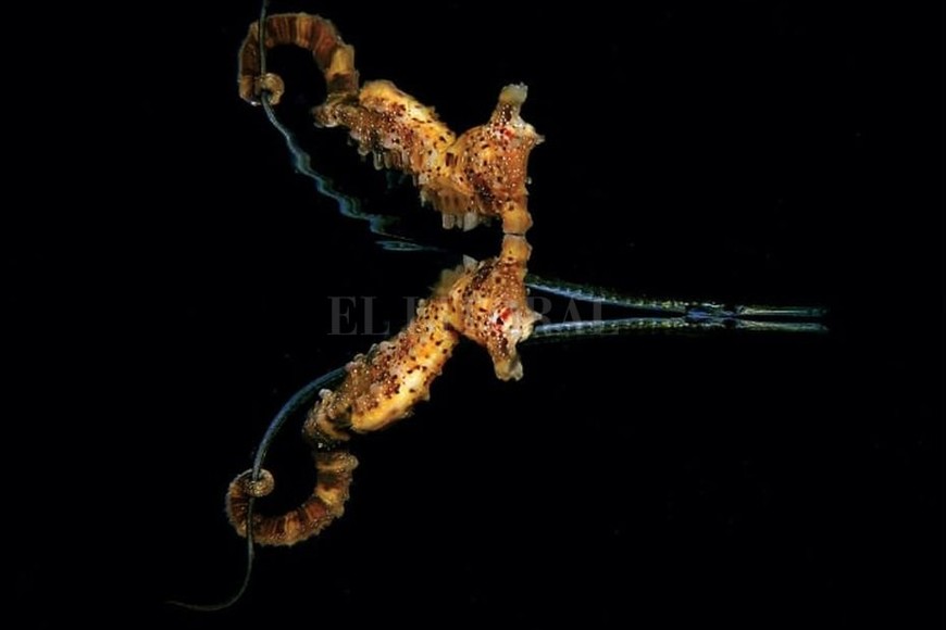 ELLITORAL_326511 |  Jules Casey