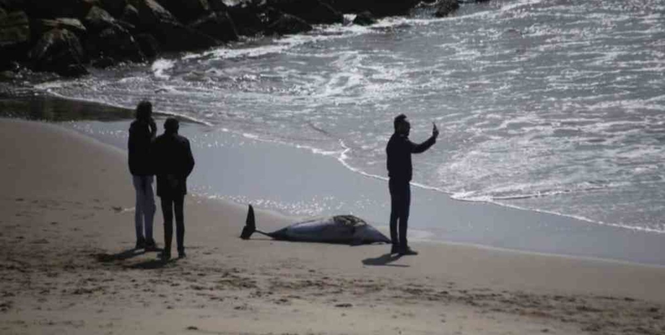 Un delfín "oscuro" apareció muerto en una playa de Mar del Plata