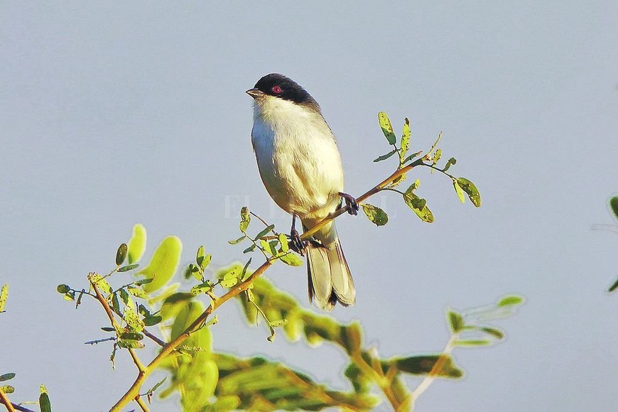 ELLITORAL_316172 |  Jose Vittori. Una monterita cabecita negra. El problema es que las quemas destruyeron miles de árboles, y si bien las aves pueden escapar del fuego, sus nidos se queman.