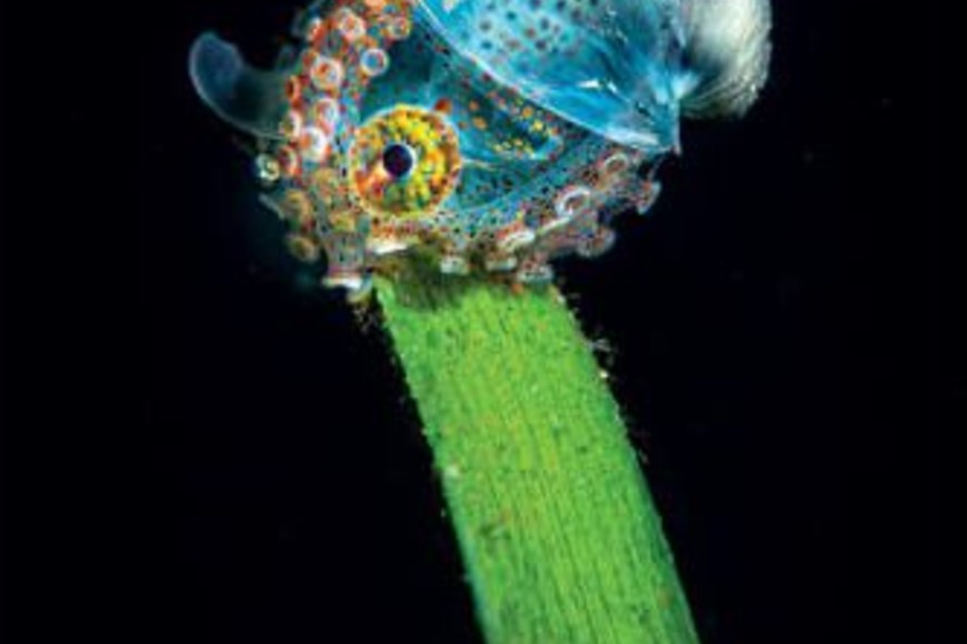 ELLITORAL_326513 |  Tobias Friedrich