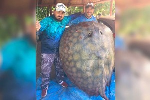 ELLITORAL_355253 |  Gentileza