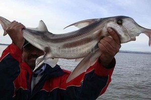 ELLITORAL_364649 |  Gentileza El extraño pez capturado en Tierra del Fuego.