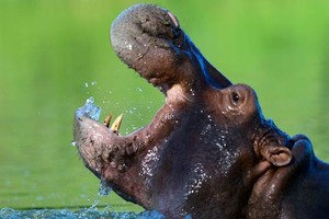 ELLITORAL_350748 |  Getty