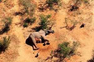 ELLITORAL_323363 |  Gentileza