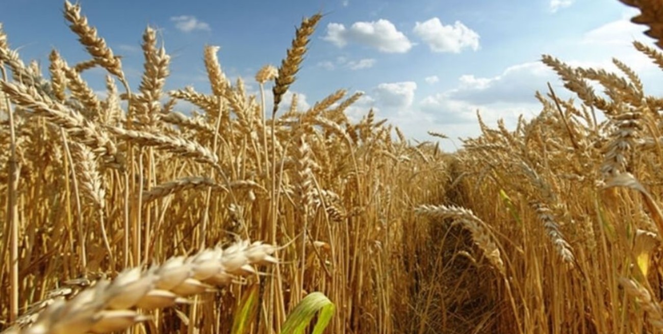 El 99% del trigo sembrado en Entre Ríos presenta buena y muy buena condición