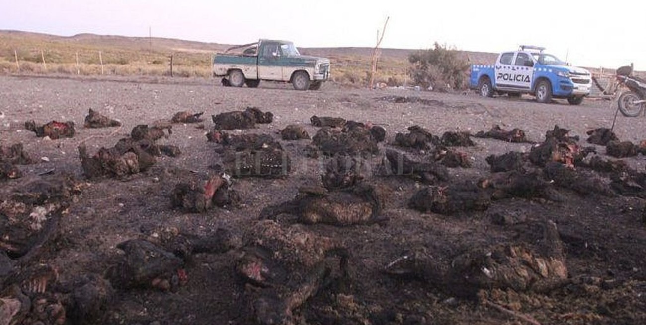 Neuquén: detenido por matar e incinerar 62 chivas de su vecino