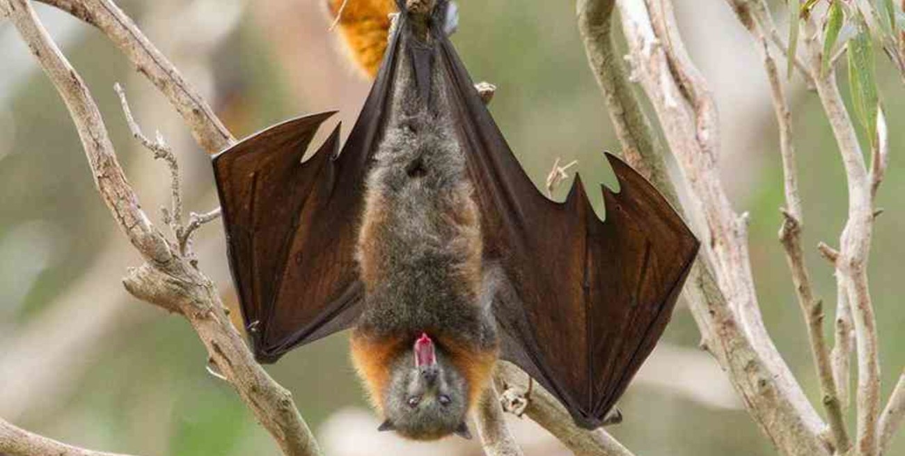Para la OMS el coronavirus probablemente pasó de murciélagos a humanos a través de otro animal