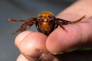 ELLITORAL_397070 |  Captura de pantalla Imagen ilustrativa