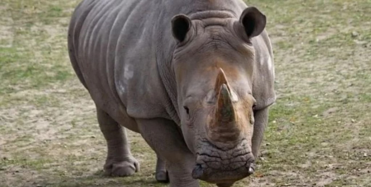 Con la muerte de la rinoceronte Imam queda extinta la especie en Malasia