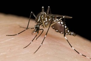 ELLITORAL_284946 |  Archivo