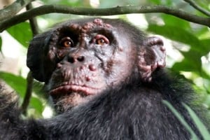 ELLITORAL_411252 |  Gentileza