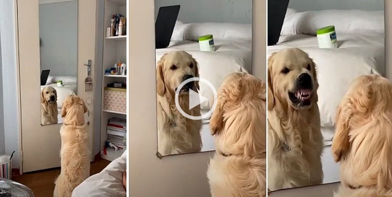 Un perro que se odia cuando se mira al espejo se hizo viral