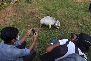 Imagen ilustrativa Rani tiene una longitud de unos 69 centímetros, una altura de 50.8 centímetros y un peso de 25.8 kilogramos.