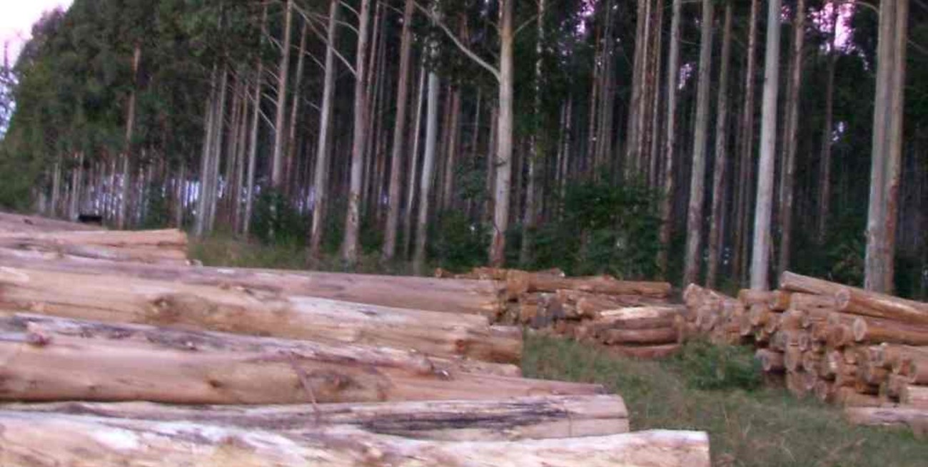 Misiones forestó en una década más de 21 mil hectáreas con eucaliptus