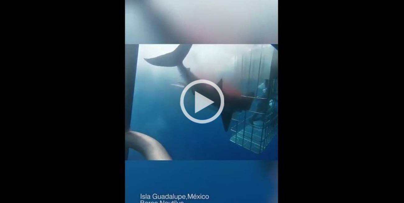 Video: Polémica por la muerte de un tiburón blanco en una jaula de turistas