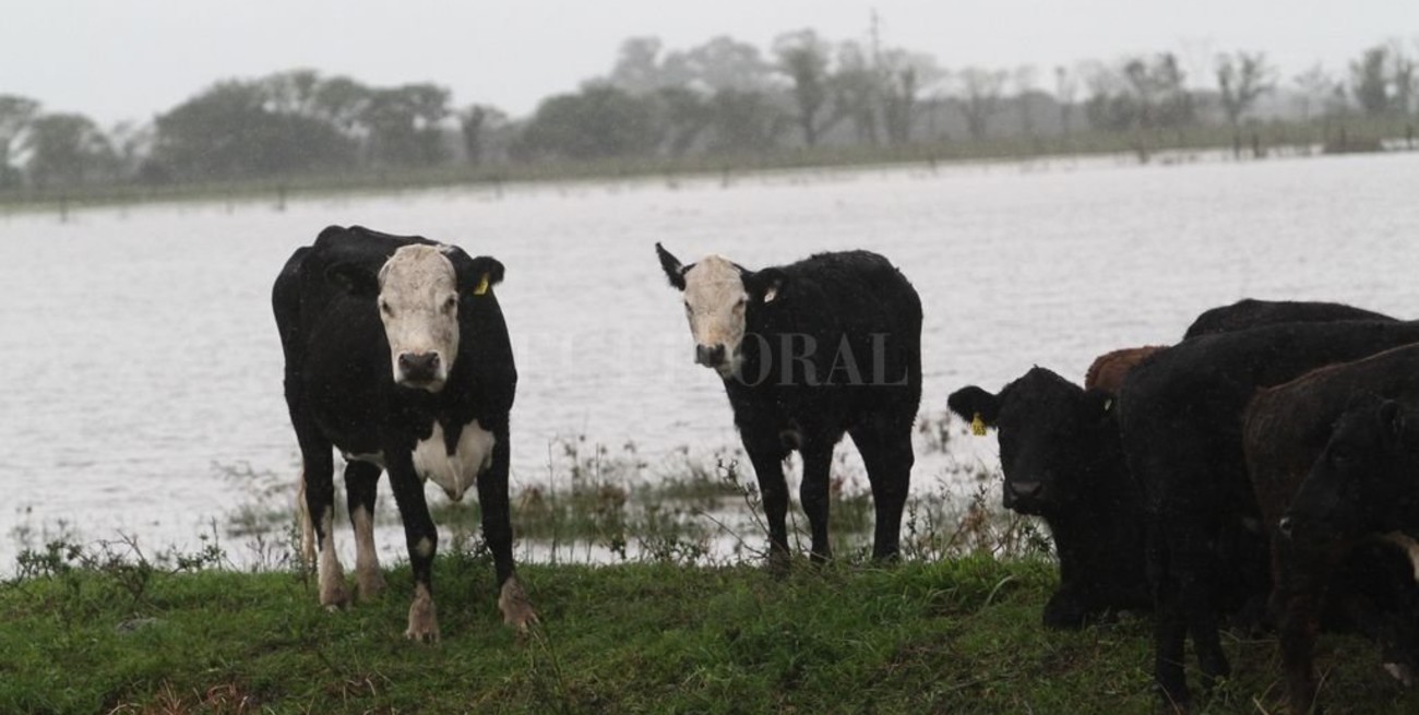  Inundaciones: cómo manejar el ganado y reducir el impacto 