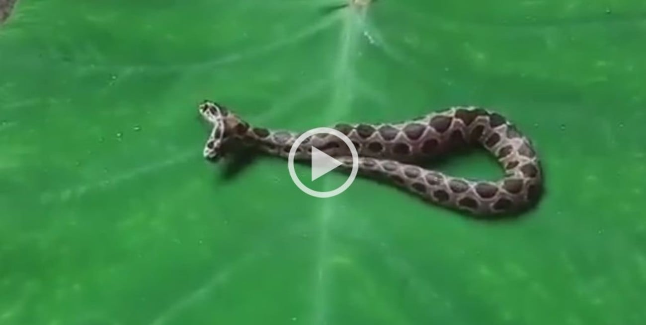 Video: Encontraron una serpiente venenosa de dos cabezas en la India
