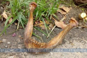 ELLITORAL_234756 |  Periodismo Ciudadano