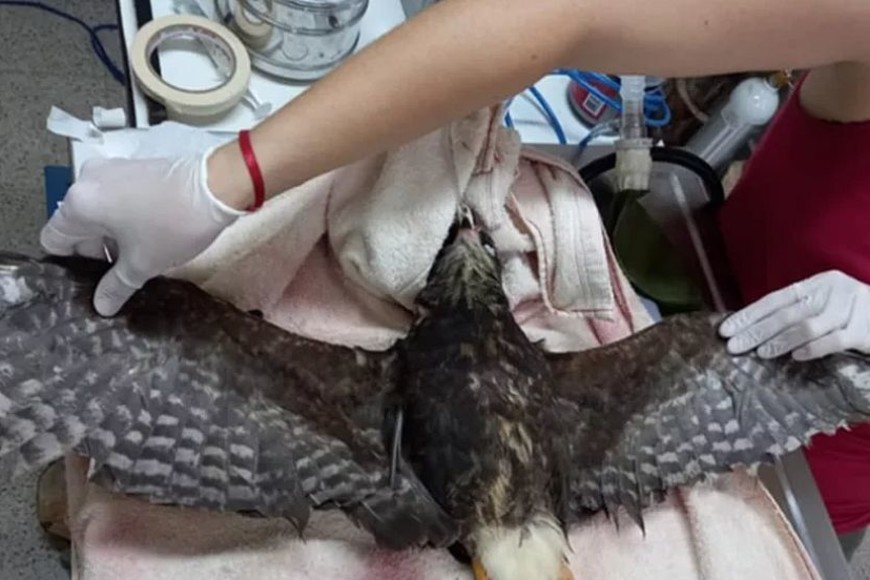 ELLITORAL_347082 |  Captura de pantalla Imagen del procedimiento