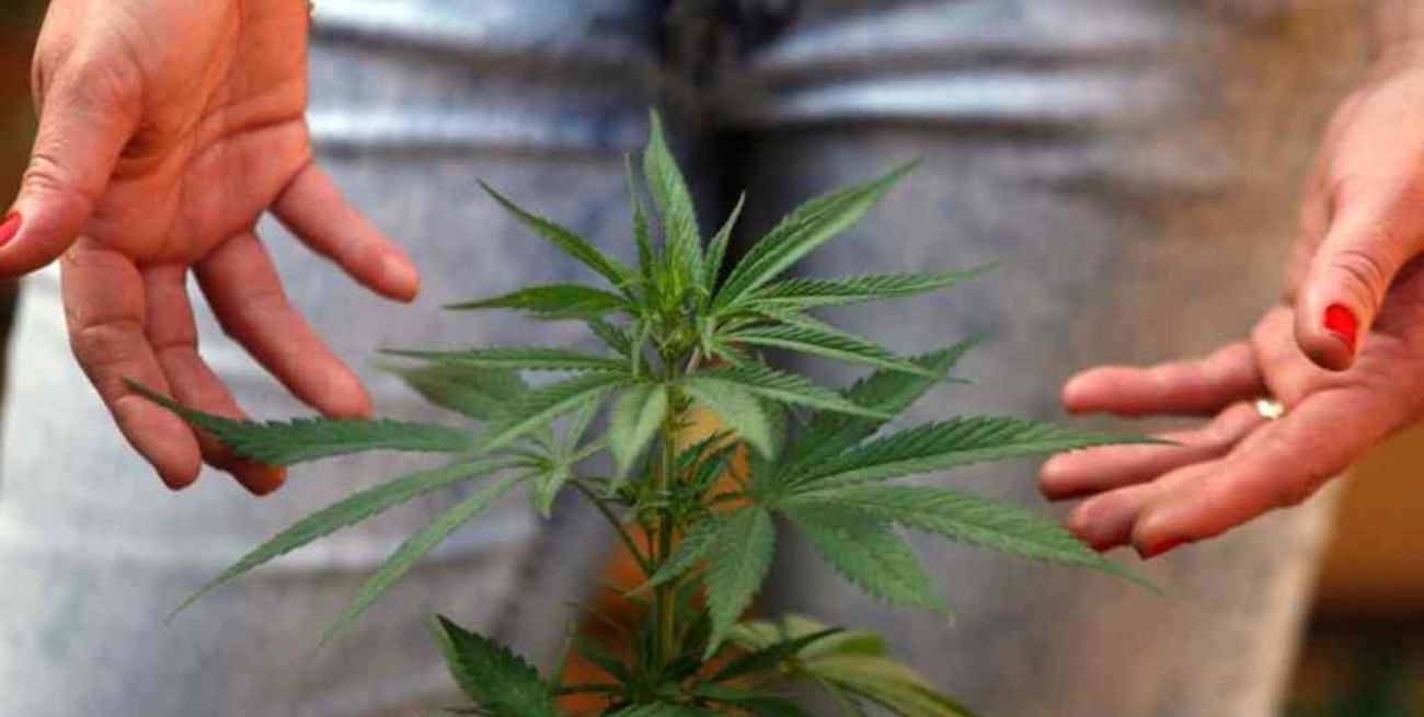 El Gobierno busca permitir el autocultivo de cannabis para uso medicinal 