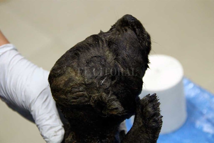 ELLITORAL_273717 |  Gentileza