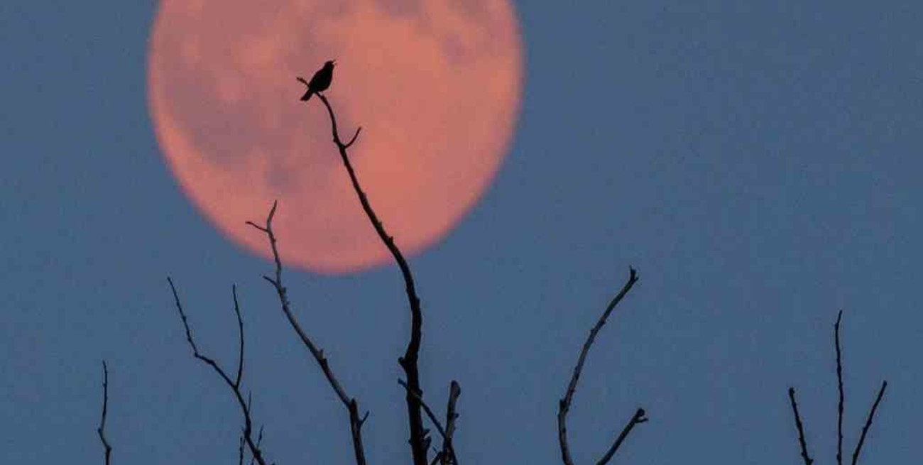 Llega la "Luna de Fresa", el eclipse que se podrá ver este viernes desde Argentina 