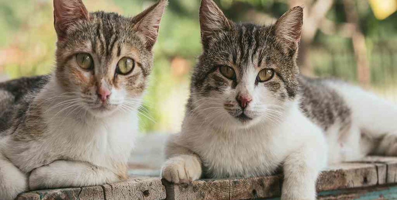Dos gatos dieron positivo por coronavirus en Nueva York