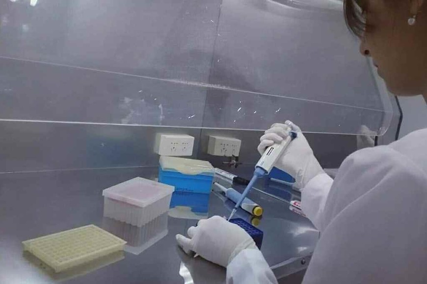 ELLITORAL_375336 |  Gentileza La joven investigadora, procesando las muestras de orina para luego volcar los resultados a su análisis estadístico.