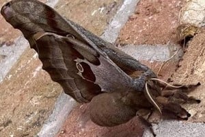 ELLITORAL_333327 |  Captura de pantalla Antheraea polyphemus