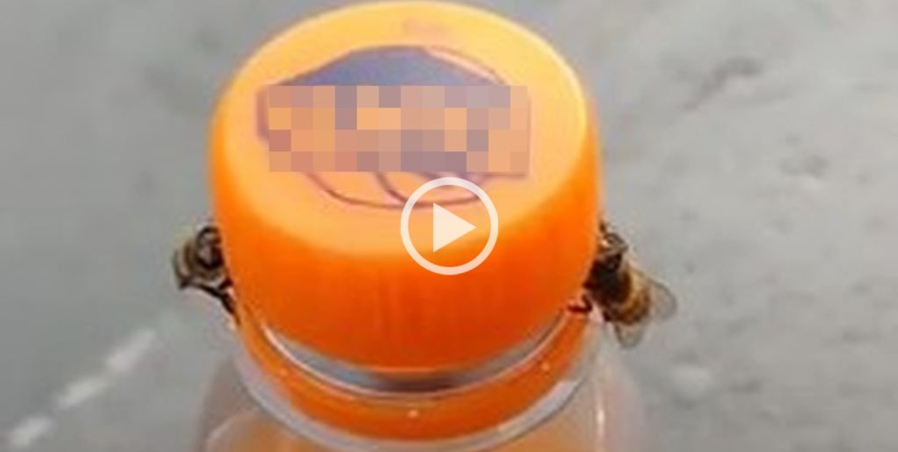 Video: un par de abejas destapan una gaseosa en Brasil y se vuelven virales