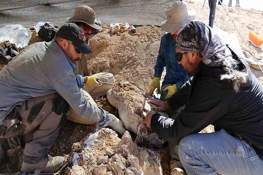 ELLITORAL_397524 |  Agencias La vértebra caudal central del reptil marino salió a la luz durante una campaña en la Isla Quiriquina, en la Región del Biobío, y se estima que el ejemplar habitó Chile hace 66 millones de años.