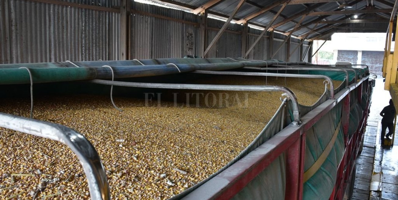 El puerto de Santa Fe comenzó a recibir maíz nuevo y aspiran a exportar directo a Uruguay