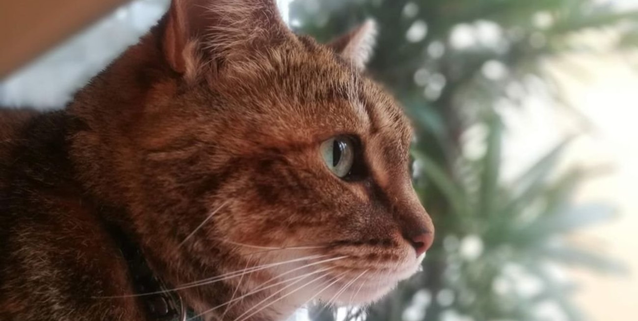 Día del gato: 20 curiosidades sobre los amigos felinos que no conocías