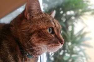 ELLITORAL_238708 |  Archivo El Litoral Los gatos son el animal doméstico más elegido en los hogares de todo el mundo.