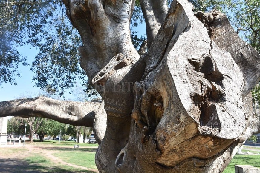 ELLITORAL_362615 |  Manuel Fabatia Los especialistas en botánica y paisajismo coincidieron en que las podas de sus grandes ramas no eran necesarias.