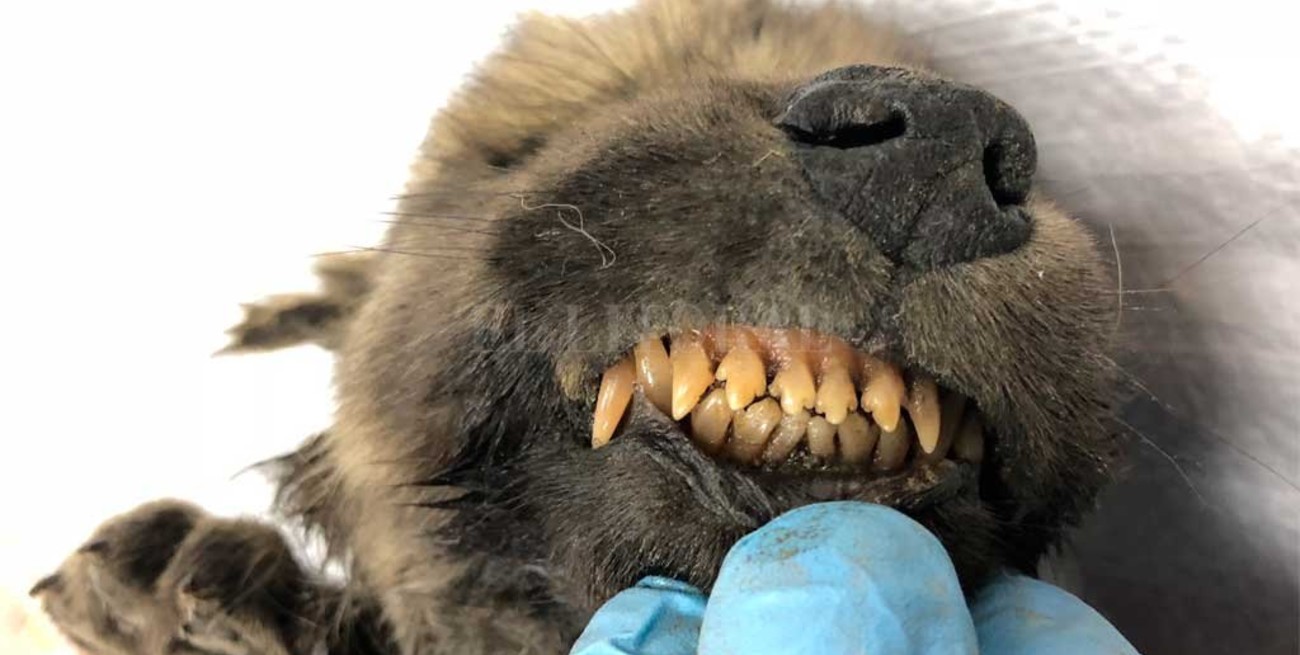 Hallaron restos de un perro siberiano de 18 mil años de antigüedad
